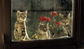 <center> Un beau jour, cette mère arrive à ma fenêtre avec ses 4 chatons.... chat jeunes et mère 